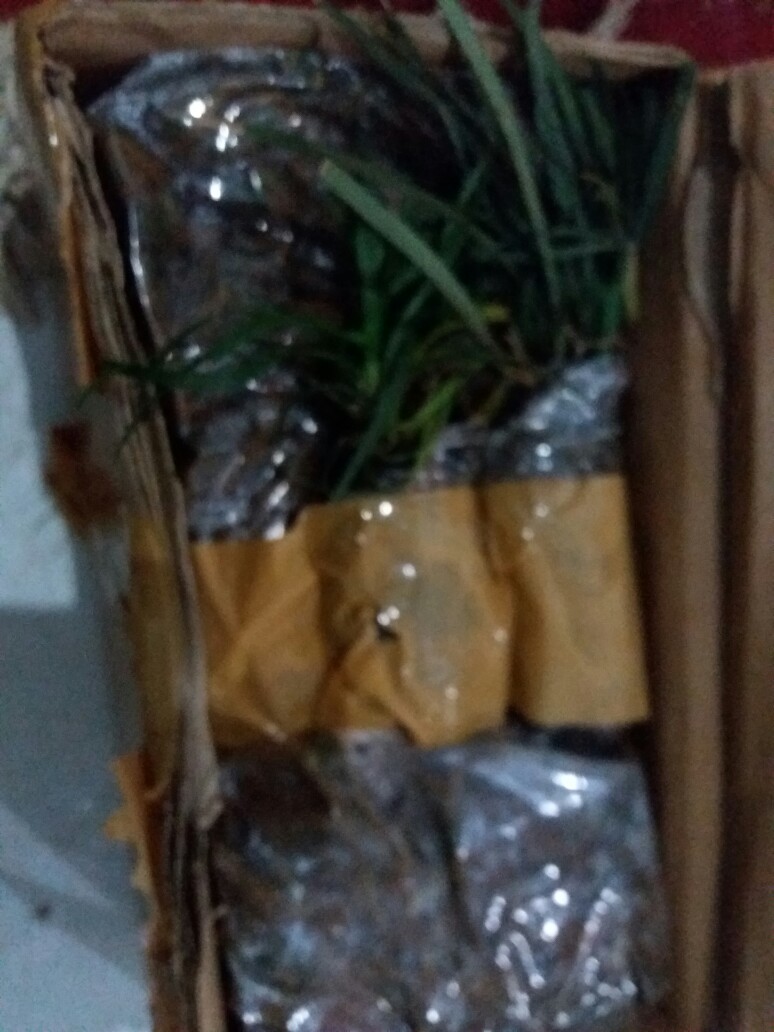 Tanaman Hias Kucai Mini