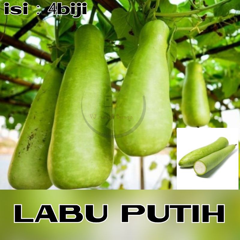 Benih labu putih panjang