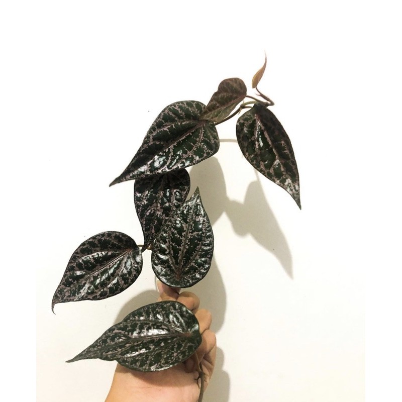 Tanaman hias herbal sirih merah tanaman hias gantung tanaman obat sirih merah(tanaman gantung hidup-