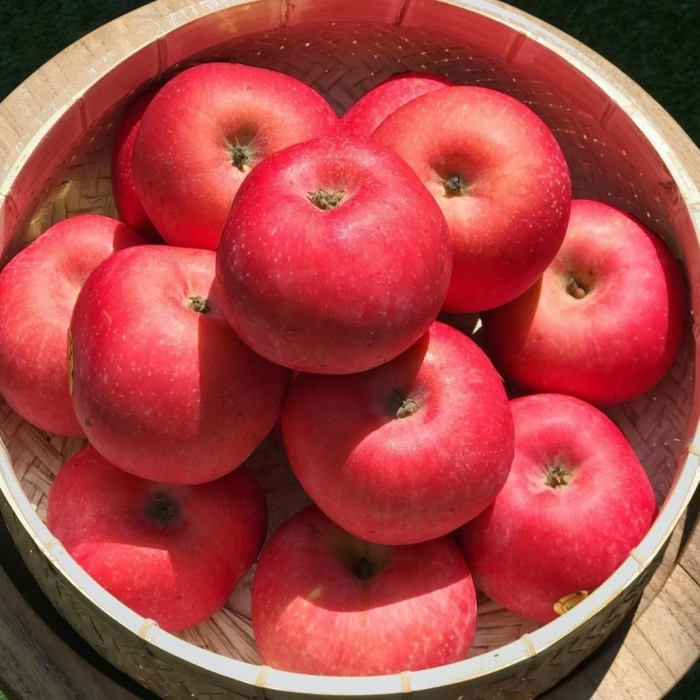 

Apel Rossy Blush Premium