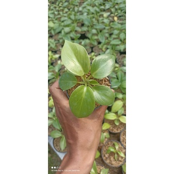 philodendron Hybrid Melodii X giganteum Var
