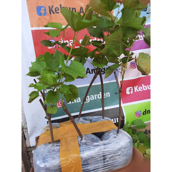 Bibit RAMSEY dan KOBER 5BB (Rootstock)