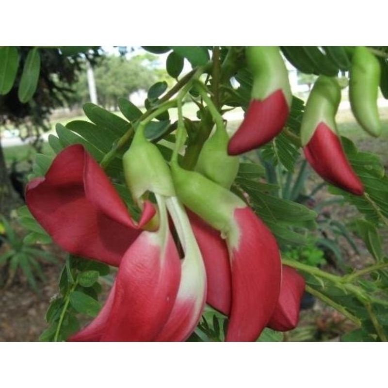 bibit kembang turi sayuran lezat