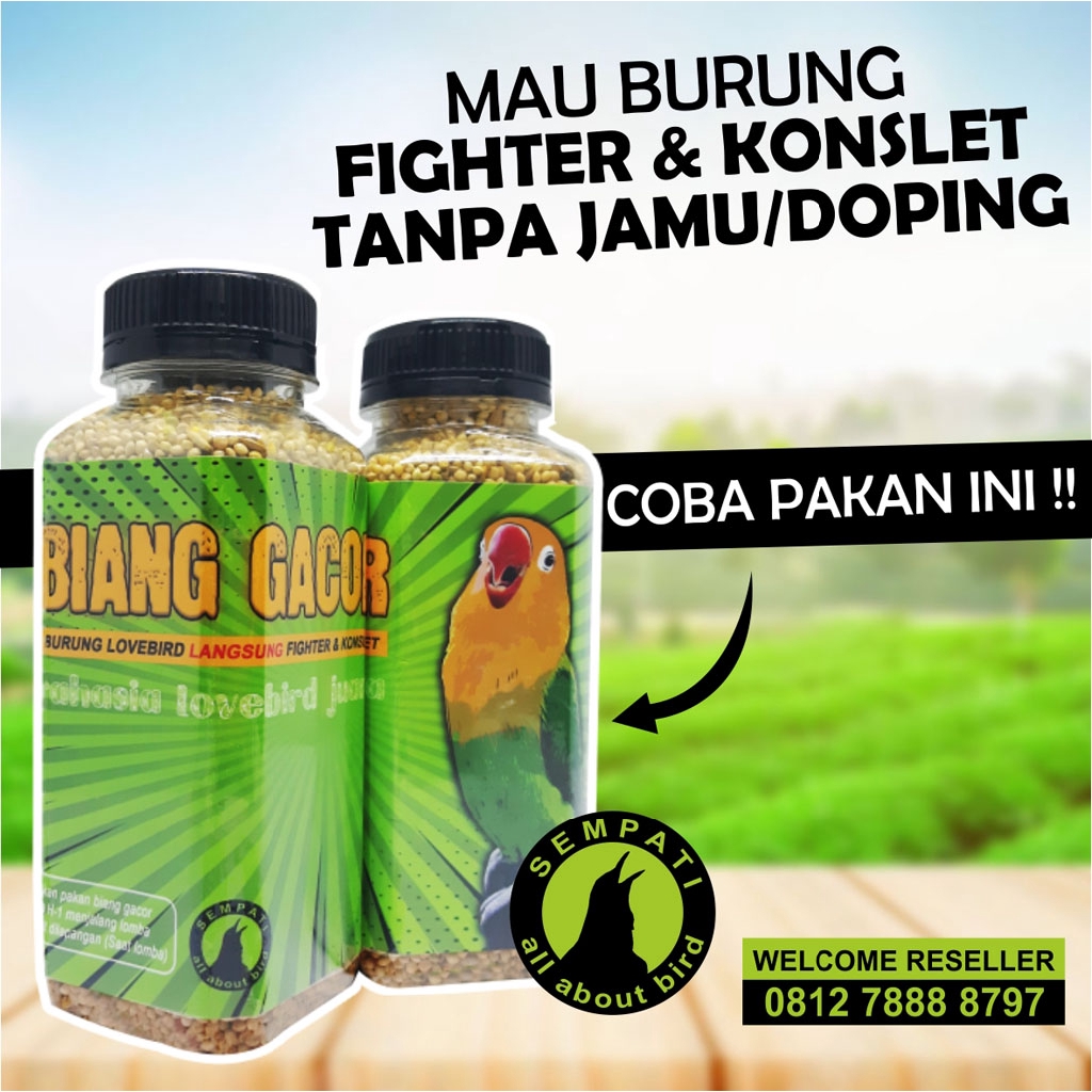 PAKAN BIANG GACOR SEMPATI MILET RACIKAN BURUNG LOVEBIRD ...