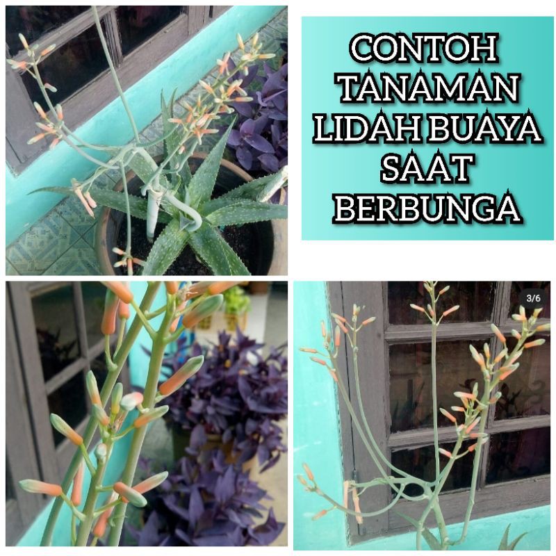 Tanaman Lidah Buaya (bisa berbunga)