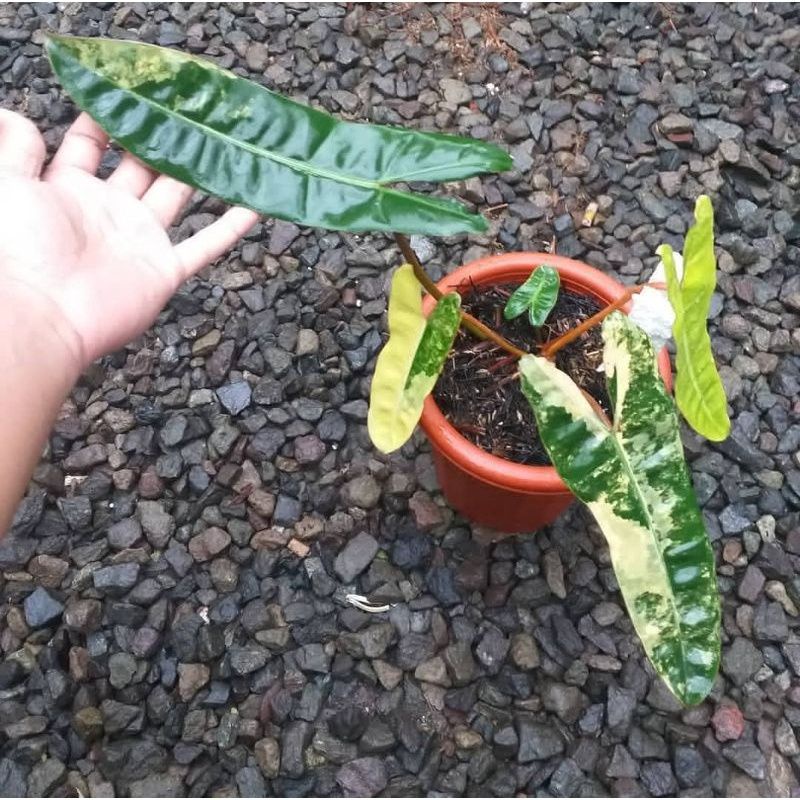 Philodendron Billietiae Varigata kabel busi variegata philo