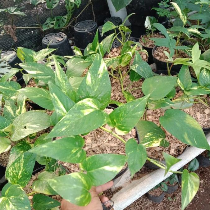 jual tanaman hias epip varigata Yelow
