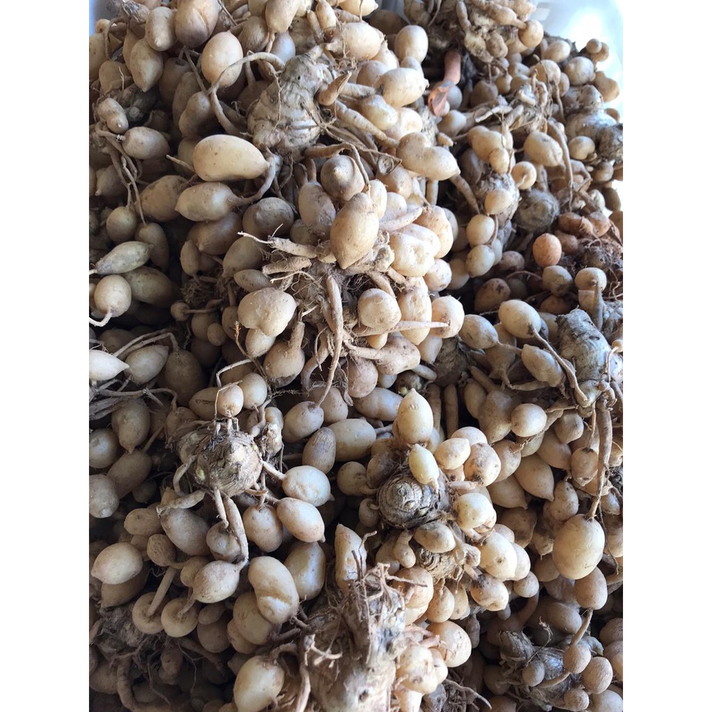 

KUNYIT PUTIH ( 1 KG )