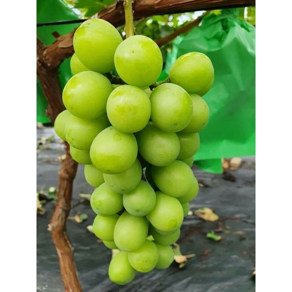 BIBIT ANGGUR SHINE MUSCAT 100% VALID