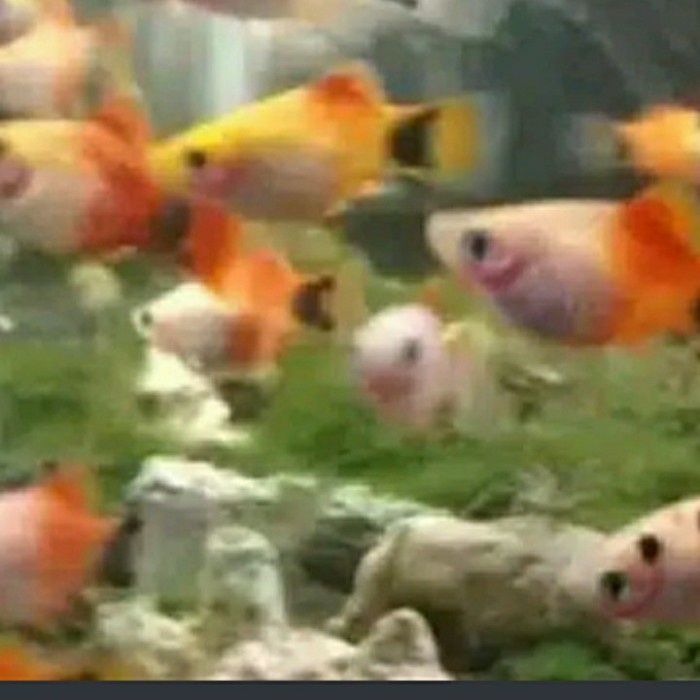 

ikan hias mickey mouse aquascape 10 ekor