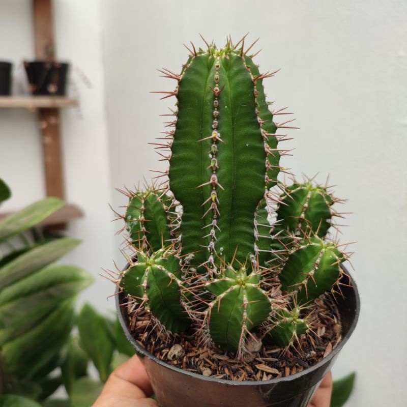 Euphorbia Fruticosa Cluster | DP 10cm