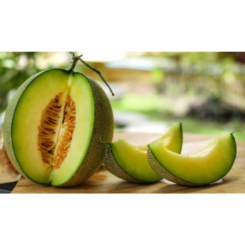 

melon madu situbondo