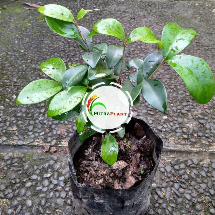 Bibit Pohon Beach Cherry Merah - Buah Ceri - Tanaman Beach Ceri Merah $_$