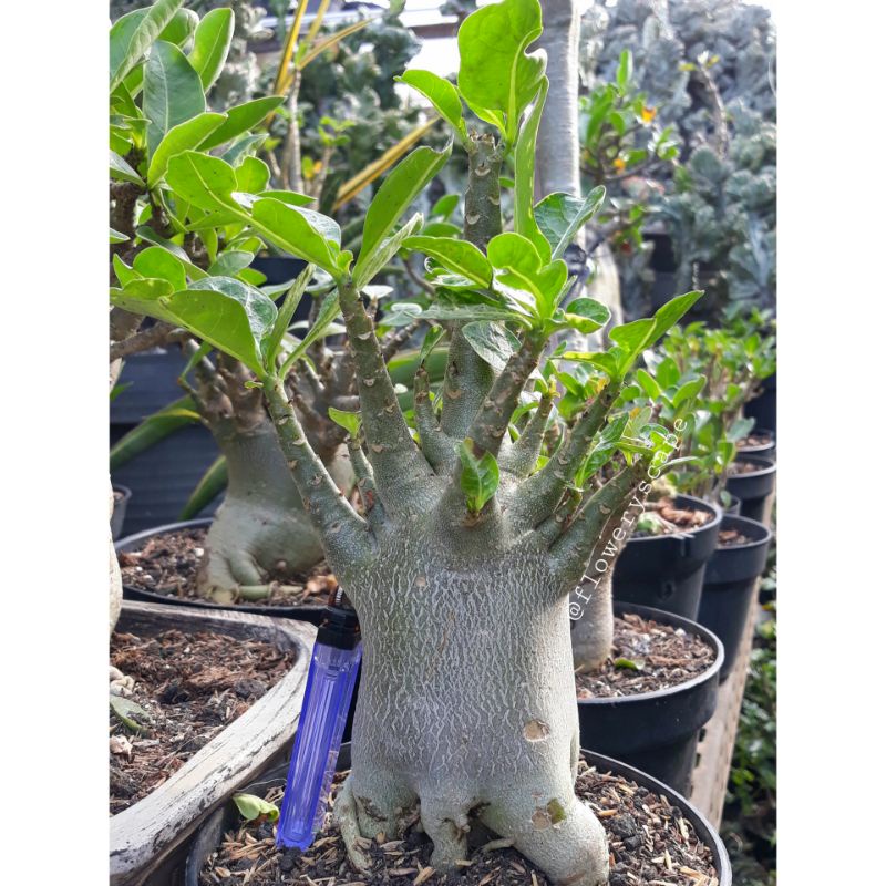 Adenium godji