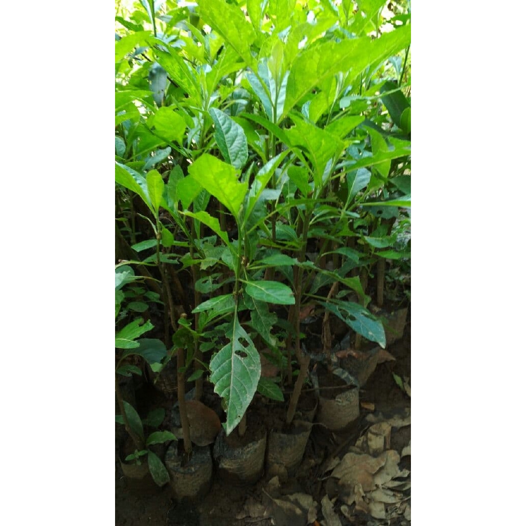 

Bibit Tanaman Teh Jati Cina