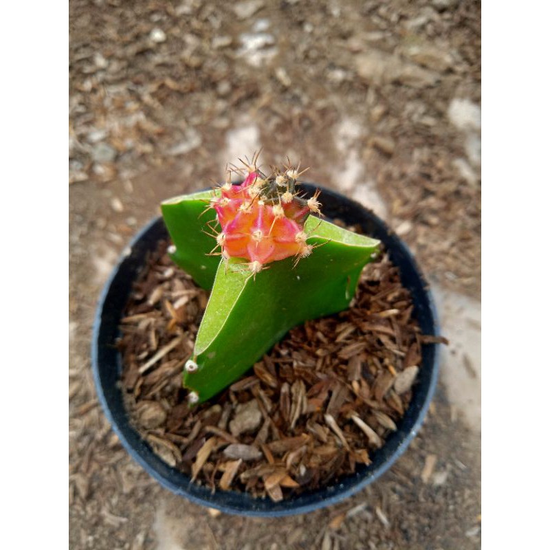 kaktus mini gymno tricolor freepot