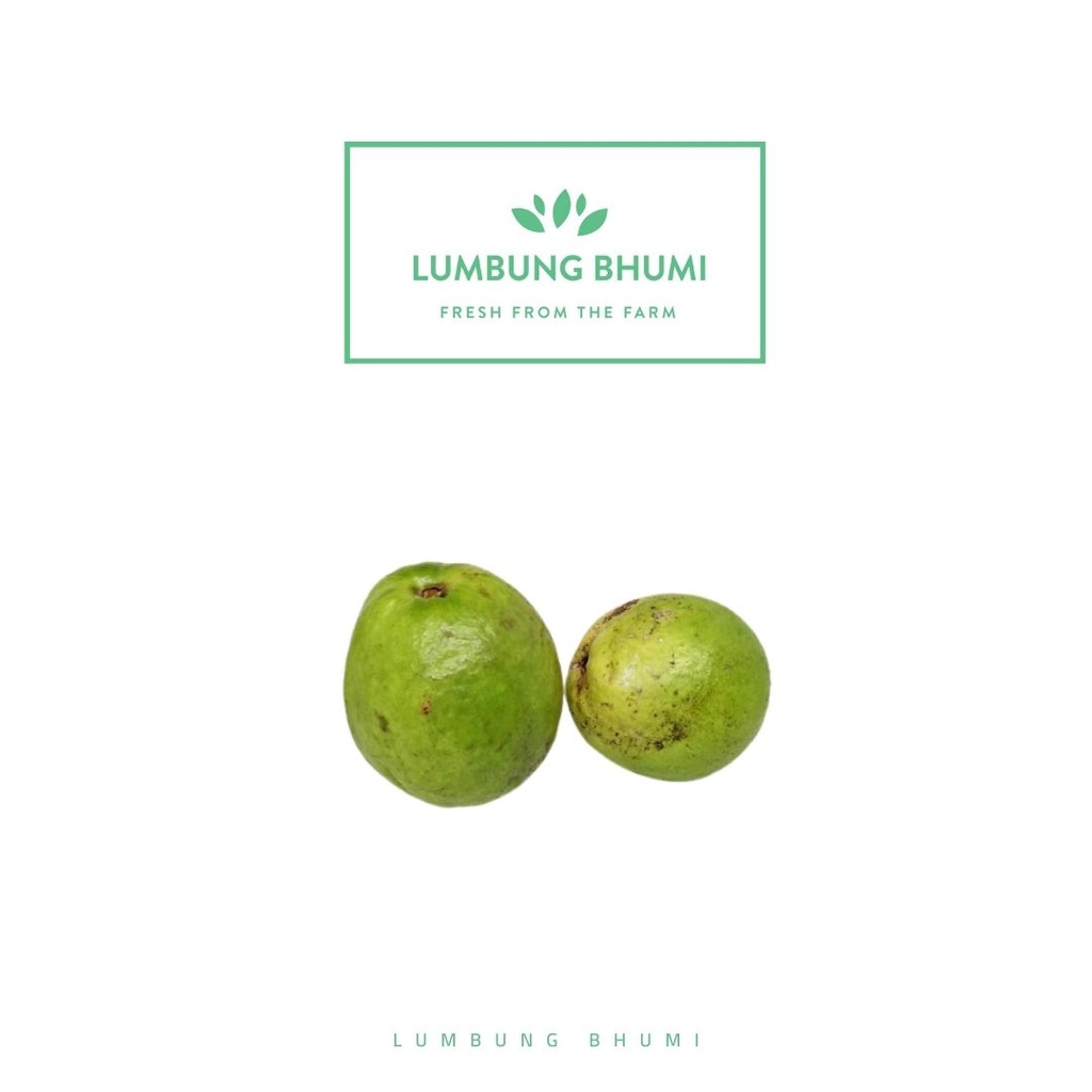 

Lumbung Bhumi - Jambu Kristal 500 Gr ( Buah Curah )