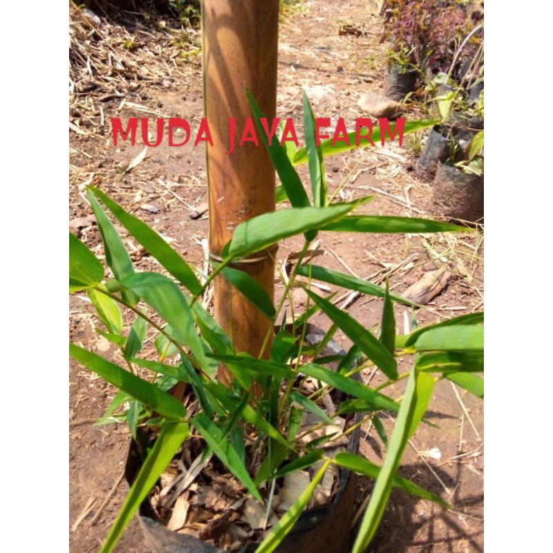 BIBIT POHON BAMBU KUNING BESAR