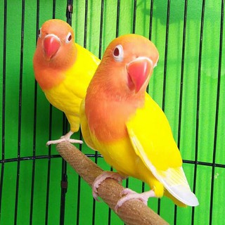 lovebird lutino mata merah