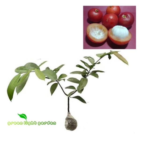 Bibit buah manggis merah