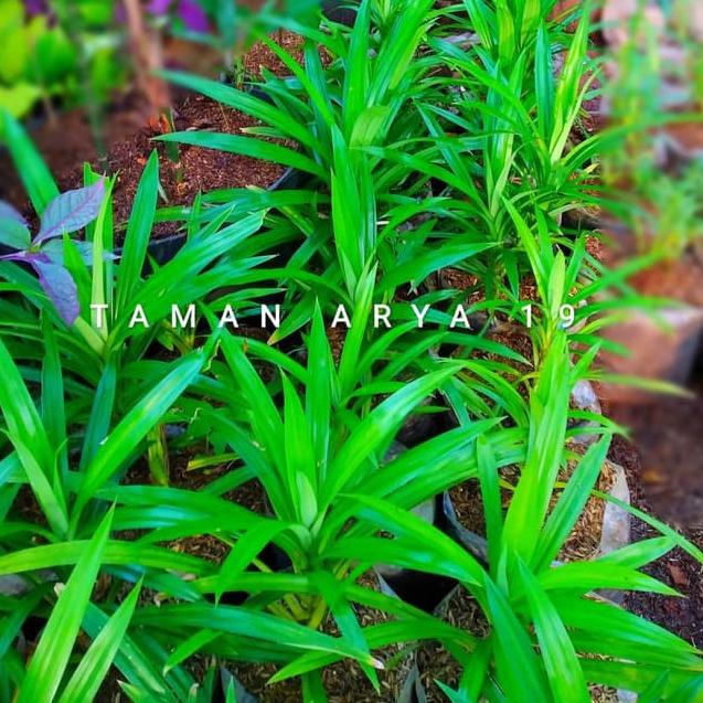 

Super Seller-251 Pohon daun pandan wangi