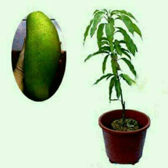 Bibit buah mangga golek india