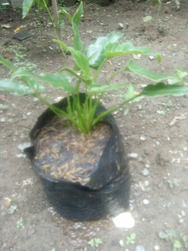 Tanaman Hias Philodendron Xanadu