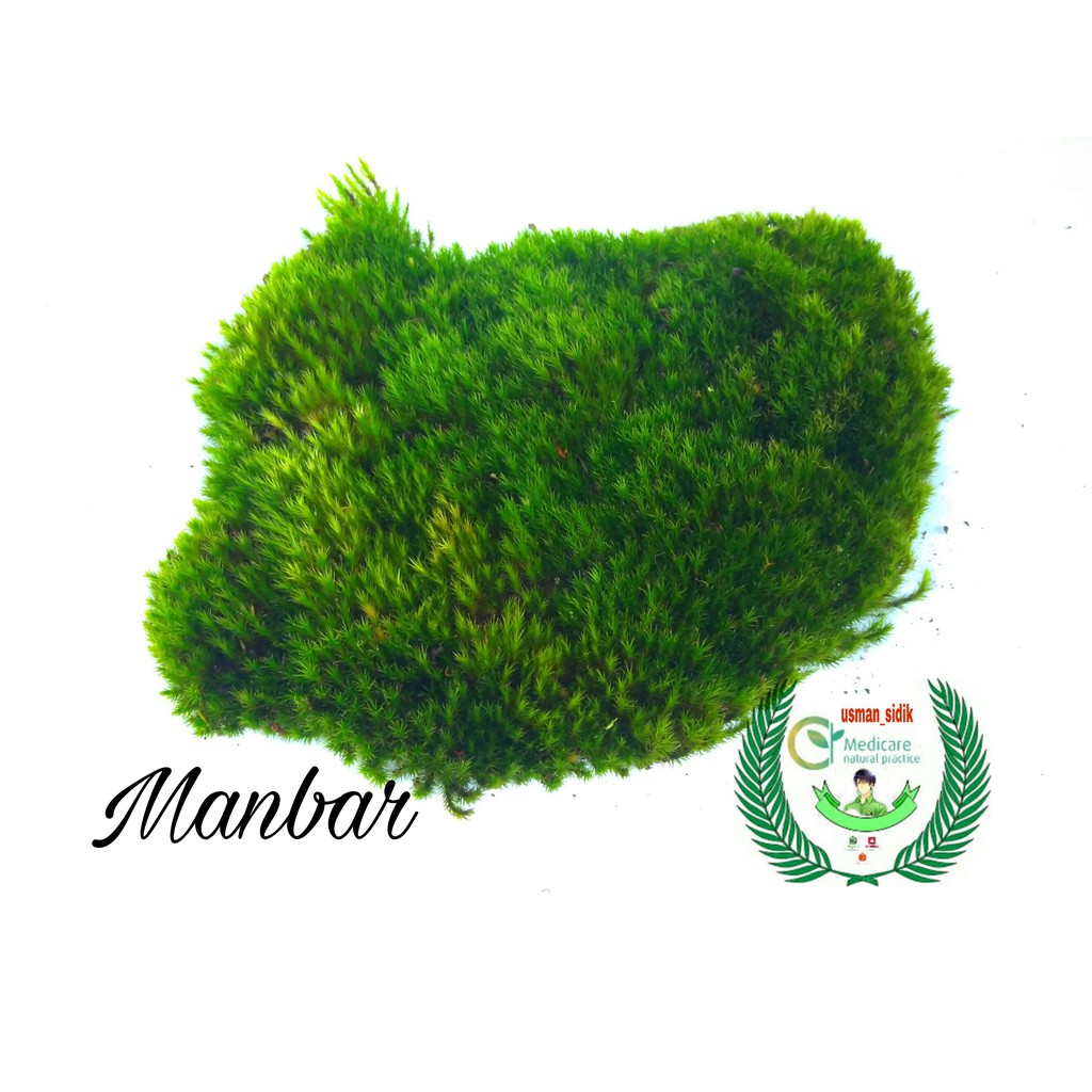 lumut hidup untuk bonsai lumut hidup lumut media tanam lumut aquacape lumut hias lumut coffer lumut