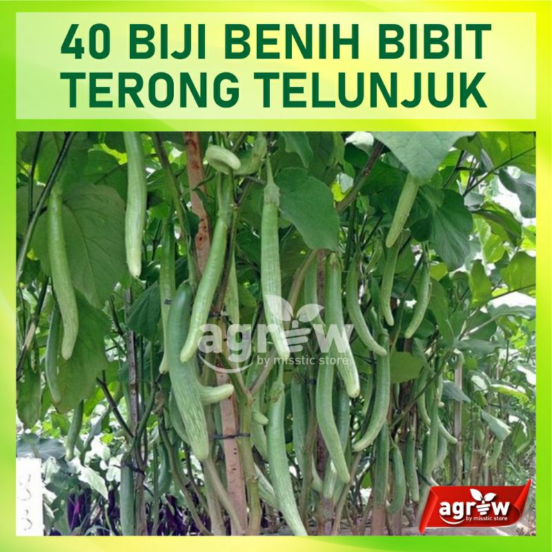 40 Benih Bibit Terong Telunjuk Lurik Bintang Asia