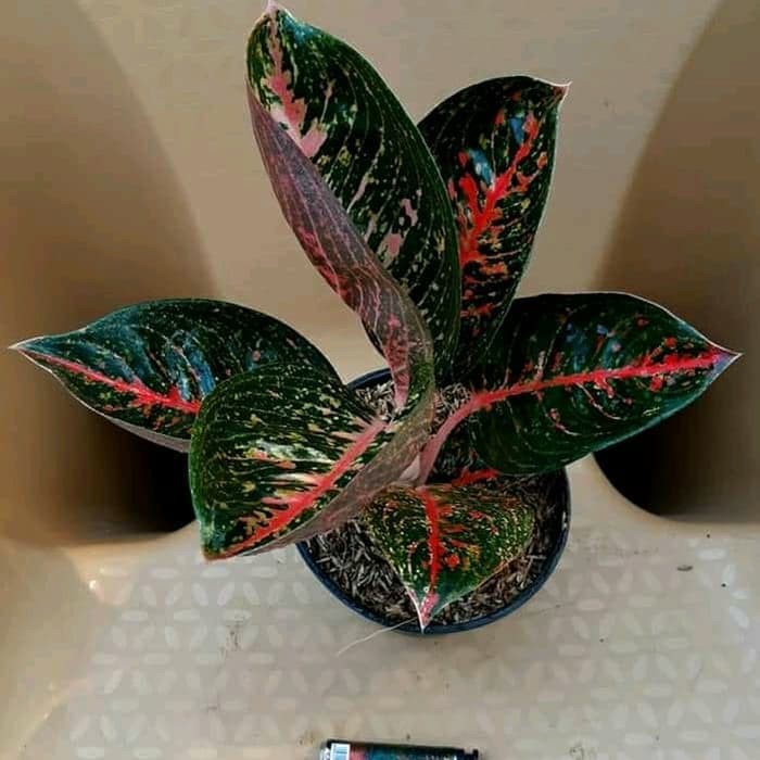 tanaman hias aglonema adelia - aglo