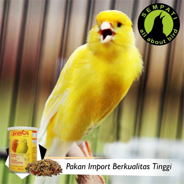 Terbaru Pakan Burung Kenari Primus Benelux Shopee Indonesia