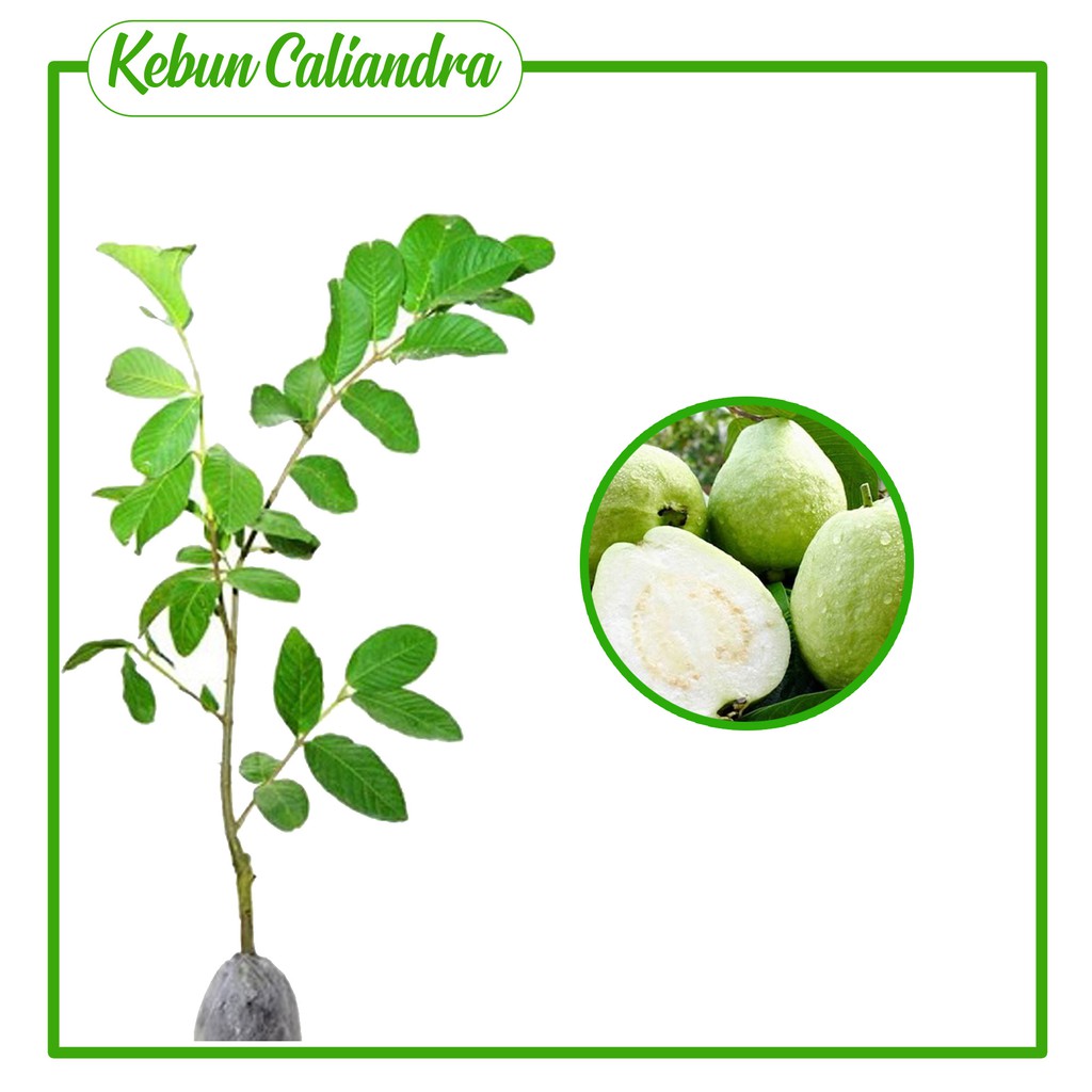 KEBUN CALIANDRA - Jambu Sukun putih