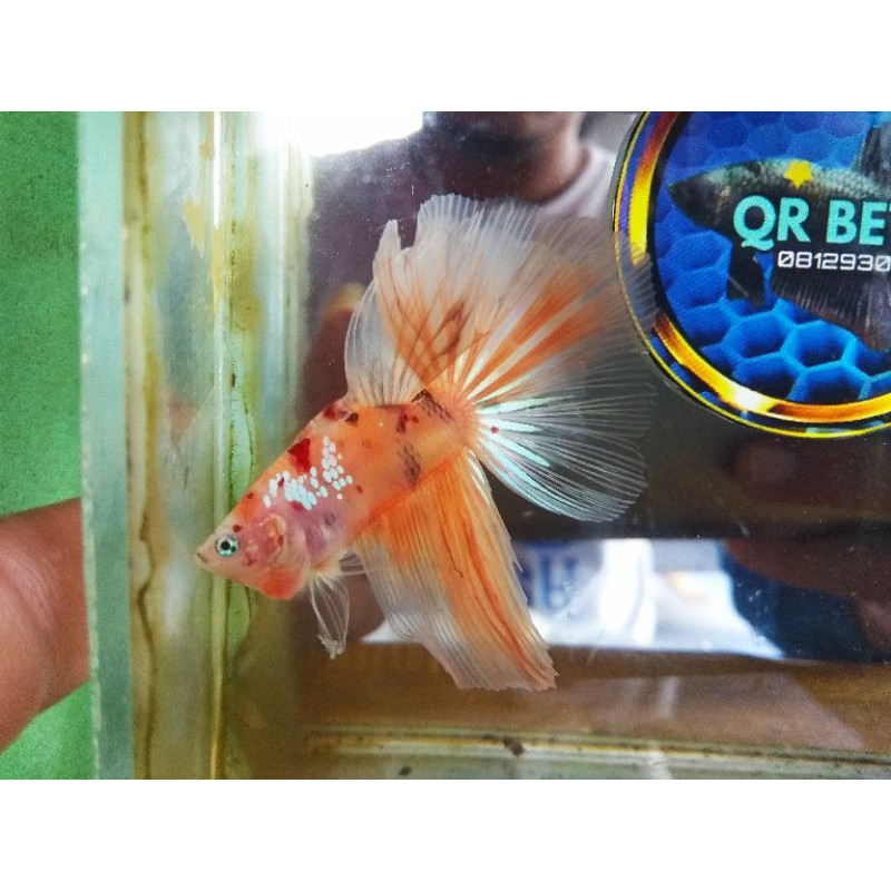 Halfmoon orange copper (HM orange copper)