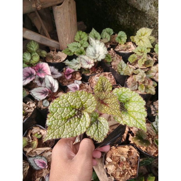 paketan begonia