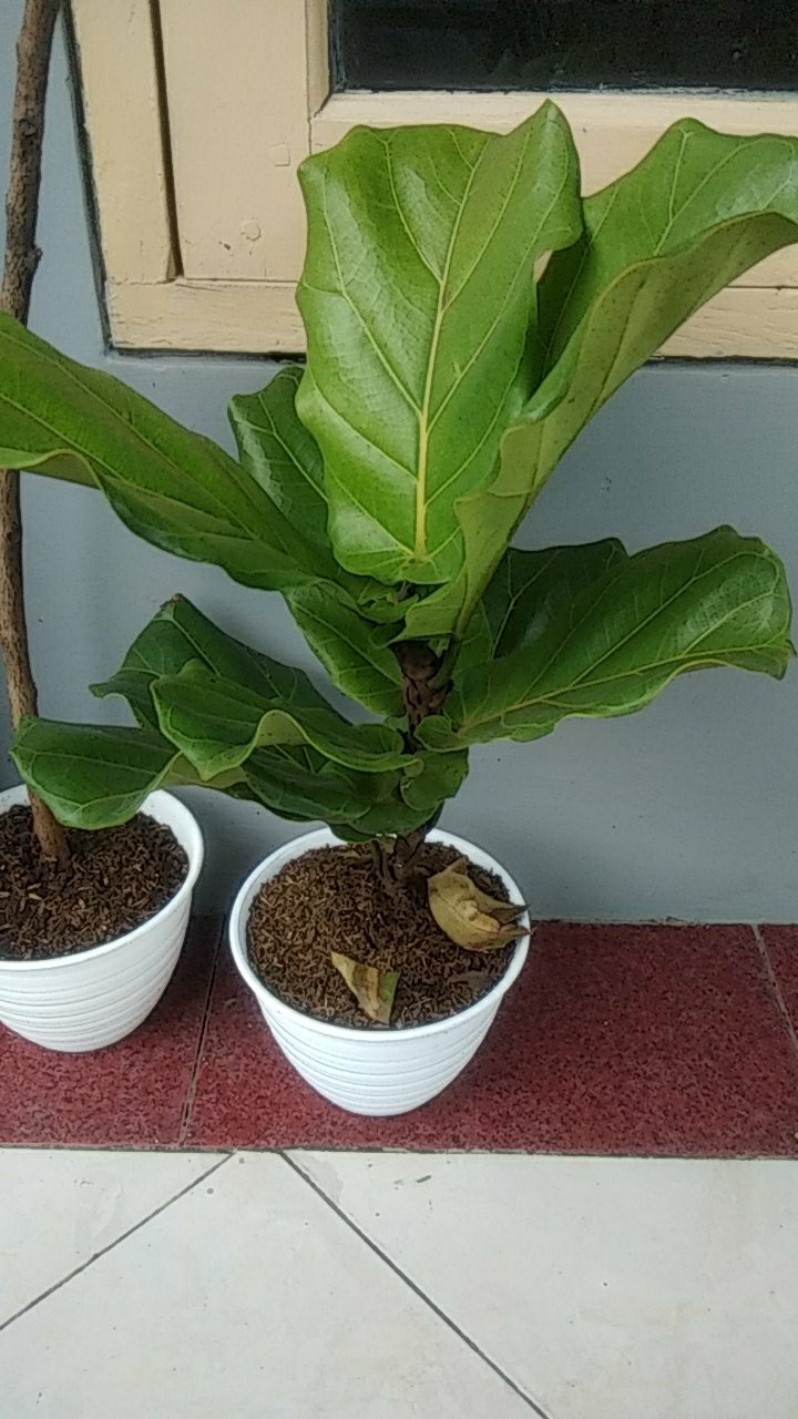 Pohon Ketapang Biola Cantik - Tanaman Biola Cantik