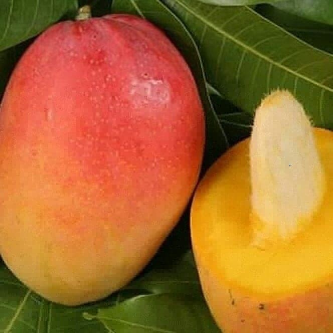 SALE BIBIT MANGGA YUWEN POHON MANGGA BIBIT BUAH MANGGA TAIWAN MERAH G