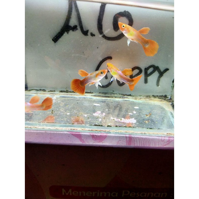 Ikan Guppy Tuxedo Koi Blonde