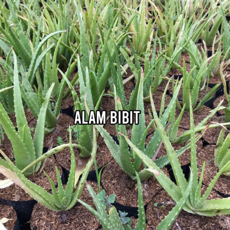 BIBIT LIDAH BUAYA SUPER UNGGUL (beli 5 gratis 1)