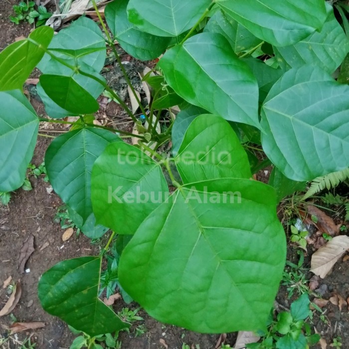 

[New] daun dadap serep