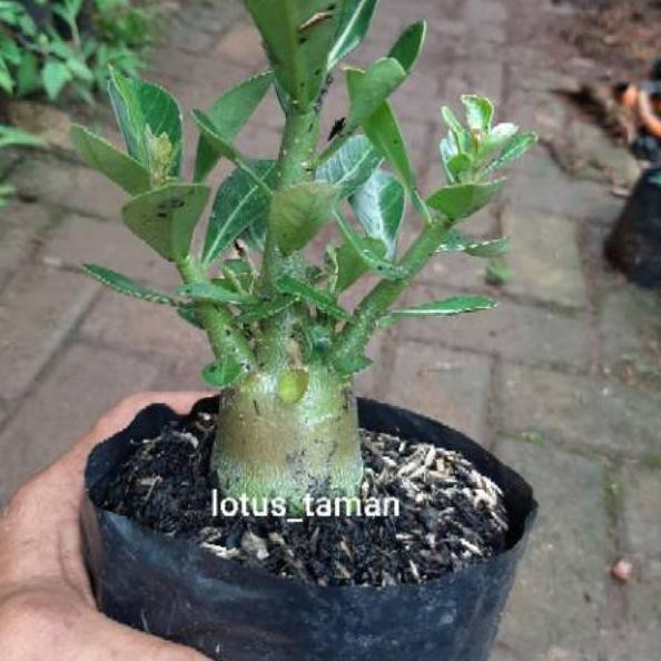 Saleϟfast POHON BONSAI ADENIUM ARABICUM OBESUM-bibit tanaman bonsai adenium obesum