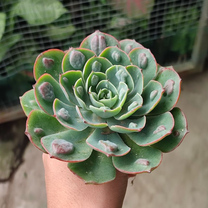 Sukulen Echeveria import raindrop