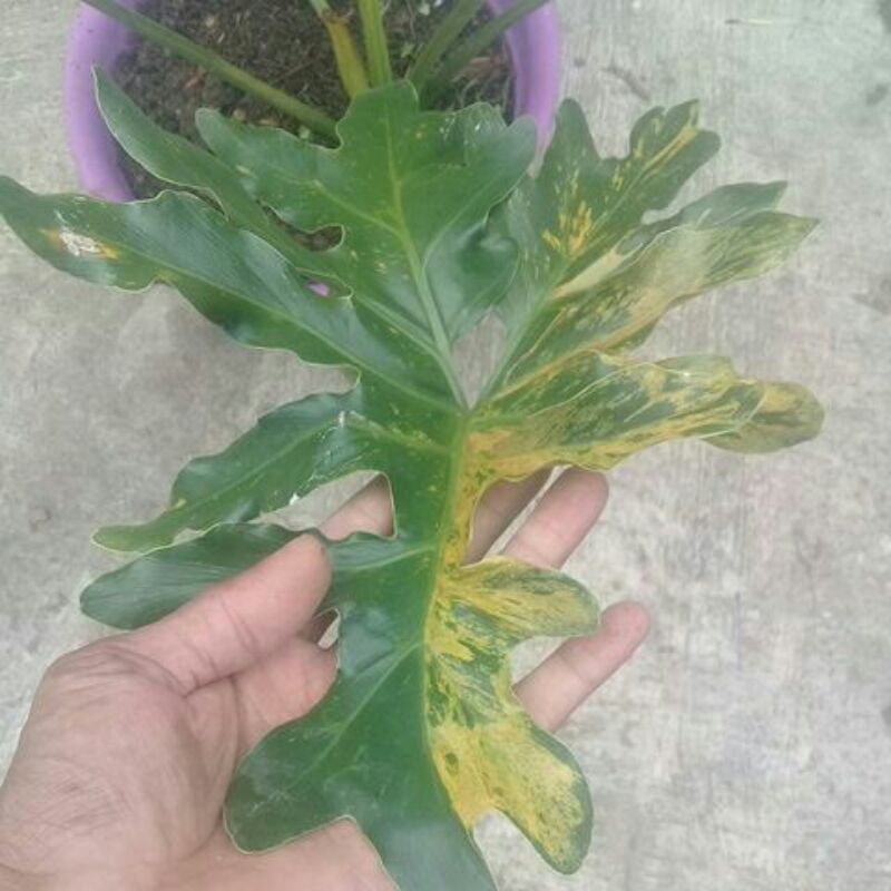 philodendron selloum varigata ori ssuai fto.variegata