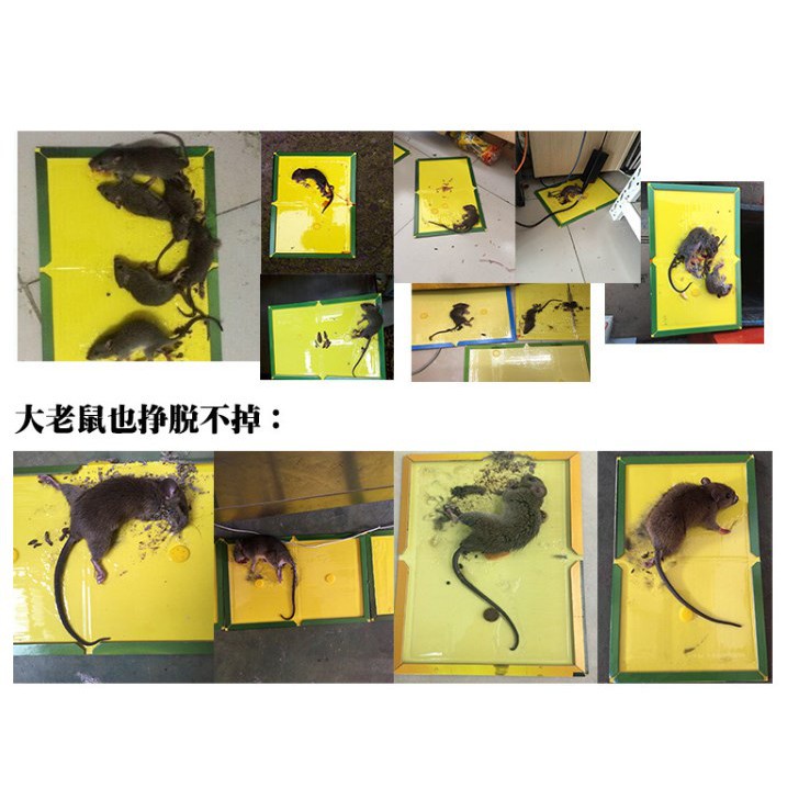 ✅ BISA COD Lem Tikus Papan Jebakan Perangkap Tikus Siap Pakai Buku Super Lengket Glue Board Mouse Rat Trap