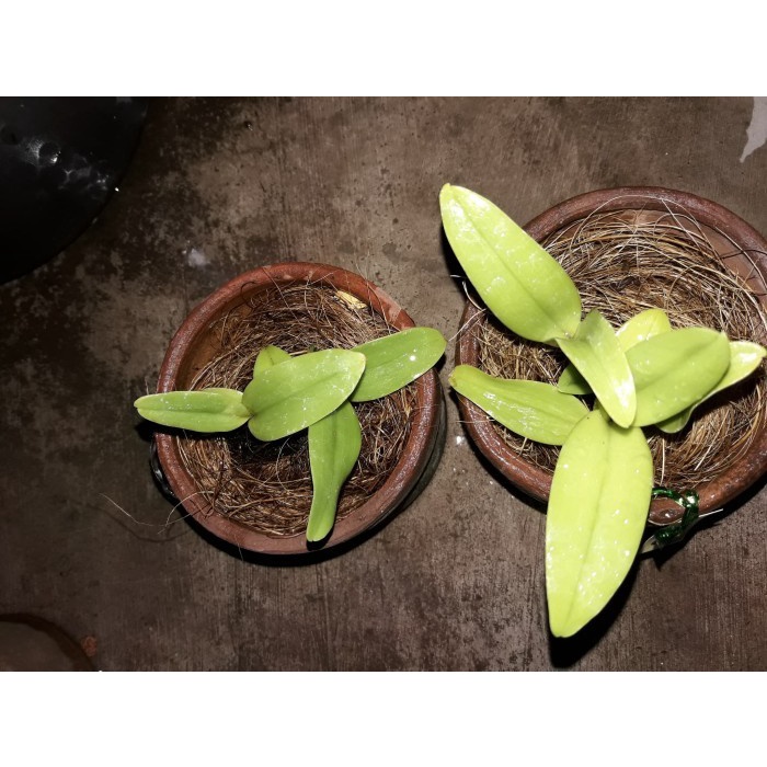 Dendrobium nindii seedling