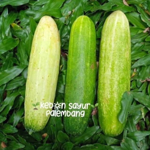 

Buah Segar Timun 500 gr