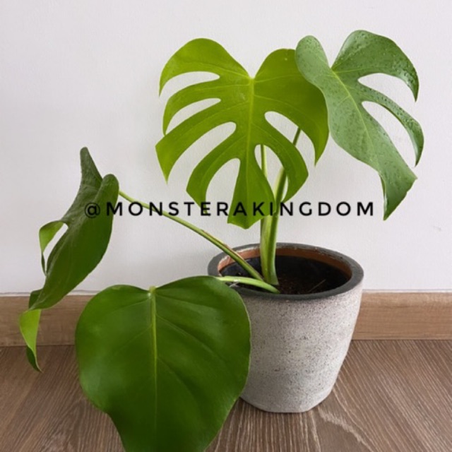 Monstera Deliciosa Size M Shopee Indonesia