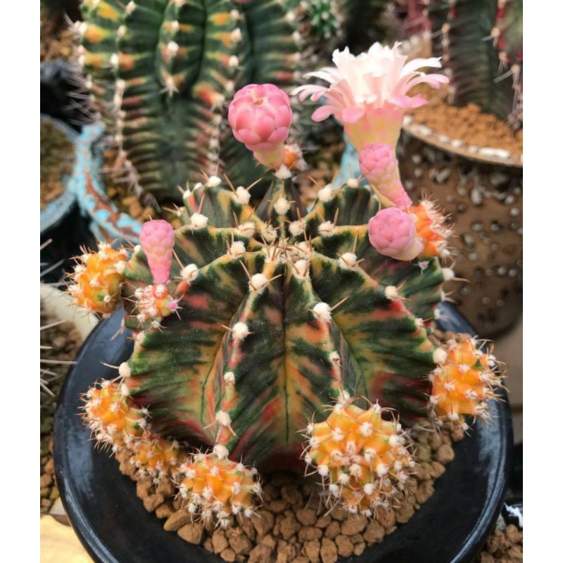 Biji Kaktus Gymno Miha Thailand Variegata Import Asli Murah Siap Semai Segar Fresh Sukulen