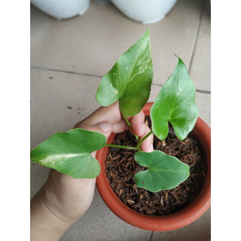 philodendron selloum varigata