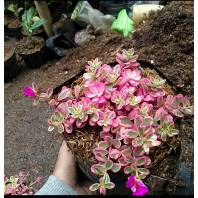 Portualaca Pink Shopee Indonesia