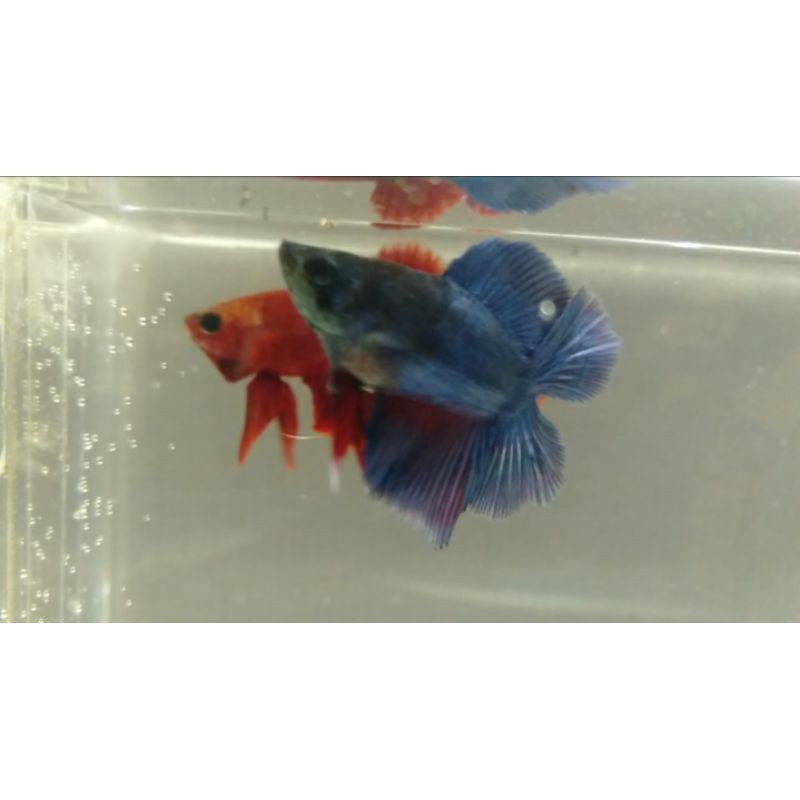 ikan hias cupang PKDT bonsai blue